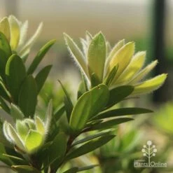 Callistemon Macarthur 17 Callistemon Macarthur -Plant Seed Store apo macarthur fluffy new leaf