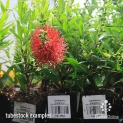 Callistemon Macarthur 27 Callistemon Macarthur -Plant Seed Store apo macarthur tubestock in flower