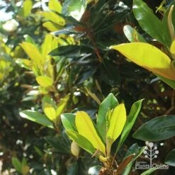 Magnolia Little Gem 19 Magnolia Little Gem -Plant Seed Store apo magnolia little gem backlit