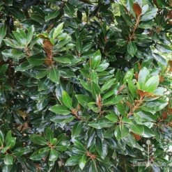 Magnolia Little Gem 17 Magnolia Little Gem -Plant Seed Store apo magnolia little gem hedge