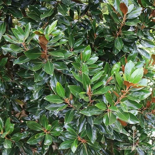 Magnolia Little Gem 6 Magnolia Little Gem - Image 6