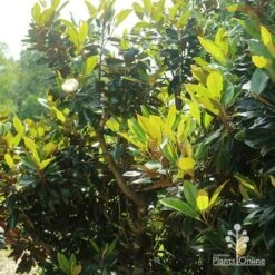 Magnolia Little Gem 23 Magnolia Little Gem -Plant Seed Store apo magnolia little gem spring leaves