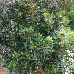 Magnolia Little Gem 18 Magnolia Little Gem -Plant Seed Store apo magnolia little gem tree