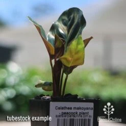Calathea Makoyana - Peacock Plant -Plant Seed Store apo makoyana tubestock