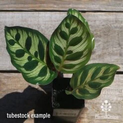 Calathea Makoyana - Peacock Plant -Plant Seed Store apo makoyana tubestock top