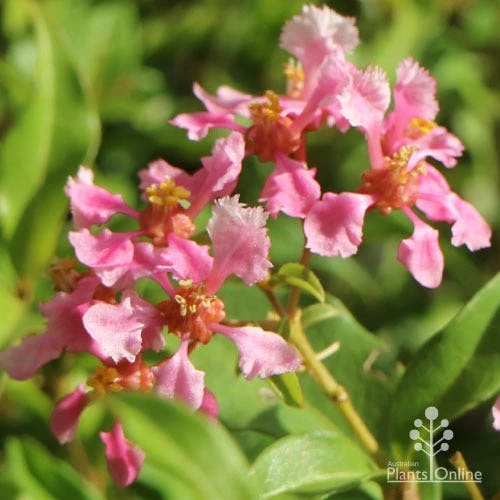 Malpighia Pixie - Acerola 2 Malpighia Pixie - Acerola - Image 2