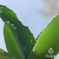 Mangave Falling Waters - Succulent 7 Mangave Falling Waters - Succulent -Plant Seed Store apo mangave falling waters teeth