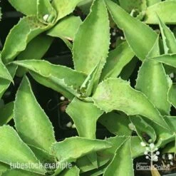 Mangave Falling Waters - Succulent 9 Mangave Falling Waters - Succulent -Plant Seed Store apo mangave falling waters tubestock