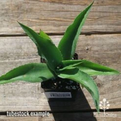 Mangave Falling Waters - Succulent 8 Mangave Falling Waters - Succulent -Plant Seed Store apo mangave falling waters tubestock top