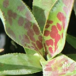 Mangave Mission To Mars - Succulent -Plant Seed Store apo mangave mission to mars pattern