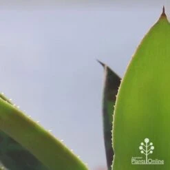 Mangave Mission To Mars - Succulent -Plant Seed Store apo mangave mission to mars teeth