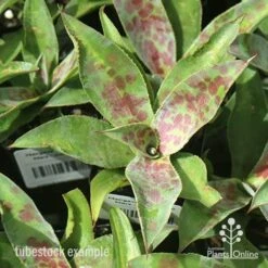 Mangave Mission To Mars - Succulent -Plant Seed Store apo mangave mission to mars tubestock