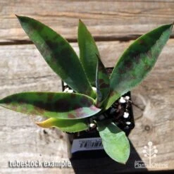 Mangave Mission To Mars - Succulent -Plant Seed Store apo mangave mission to mars tubestock top