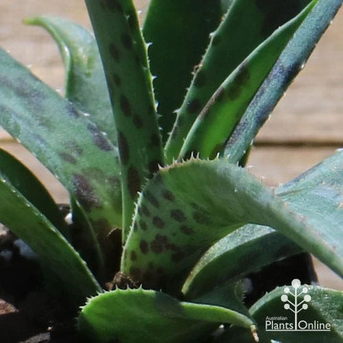 Mangave Pineapple Express - Succulent 5 Mangave Pineapple Express - Succulent - Image 5
