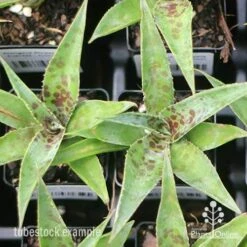 Mangave Pineapple Express - Succulent 11 Mangave Pineapple Express - Succulent -Plant Seed Store apo mangave pineapple express tubestock