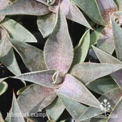 Mangave Purple People Eater - Succulent 10 Mangave Purple People Eater - Succulent -Plant Seed Store apo mangave purple people eater tubestock