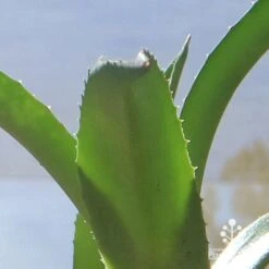 Mangave Red Wing - Succulent 11 Mangave Red Wing - Succulent -Plant Seed Store apo mangave red wing teeth