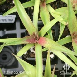 Mangave Red Wing - Succulent 8 Mangave Red Wing - Succulent -Plant Seed Store apo mangave red wing tubestock