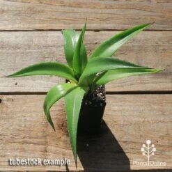 Mangave Red Wing - Succulent 10 Mangave Red Wing - Succulent -Plant Seed Store apo mangave red wing tubestock top