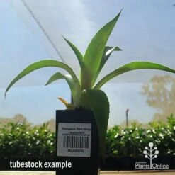 Mangave Red Wing - Succulent 9 Mangave Red Wing - Succulent -Plant Seed Store apo mangave red wing tubestock 1