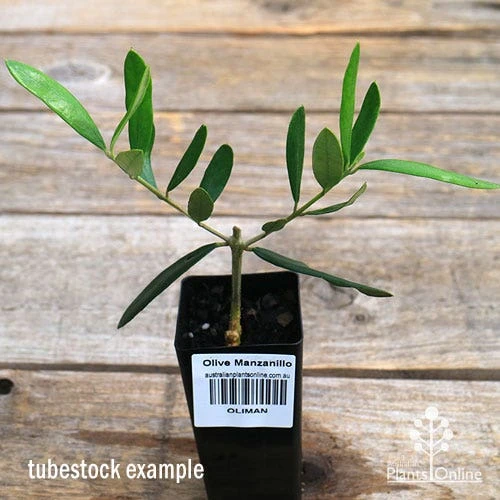 Olive Manzanillo 2 Olive Manzanillo - Image 2