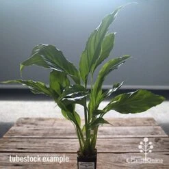 Spathiphyllum Maracay - Peace Lily 9 Spathiphyllum Maracay - Peace Lily -Plant Seed Store apo maracay tubestock office