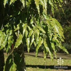 Mast Tree - Polyalthia 11 Mast Tree - Polyalthia -Plant Seed Store apo mast tree foliage noosa