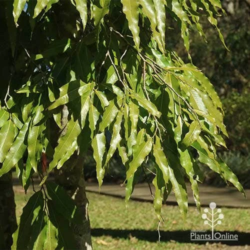 Mast Tree - Polyalthia 4 Mast Tree - Polyalthia - Image 4