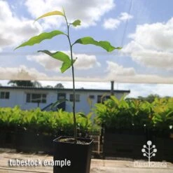Mast Tree - Polyalthia 15 Mast Tree - Polyalthia -Plant Seed Store apo mast tree tubestock