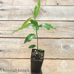 Mast Tree - Polyalthia 12 Mast Tree - Polyalthia -Plant Seed Store apo mast tree tubestock top