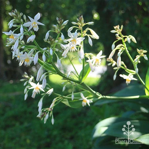 Matapouri Bay - Arthropodium 2 Matapouri Bay - Arthropodium - Image 2
