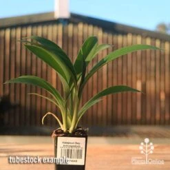 Matapouri Bay - Arthropodium 13 Matapouri Bay - Arthropodium -Plant Seed Store apo matapouri bay rock lily tubestock