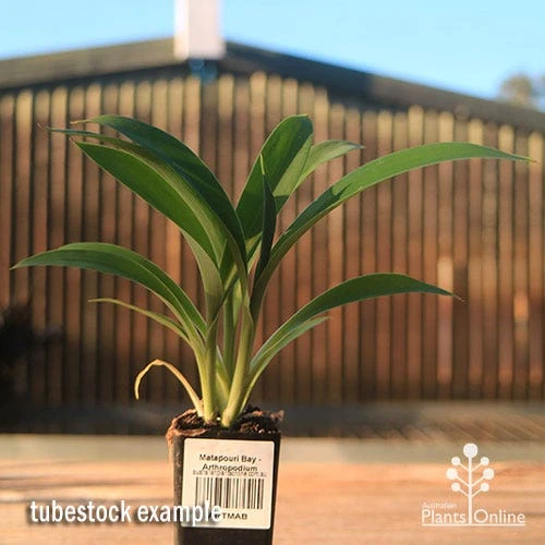 Matapouri Bay - Arthropodium 4 Matapouri Bay - Arthropodium - Image 4