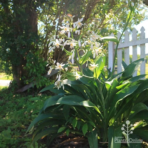 Matapouri Bay - Arthropodium 1 Matapouri Bay - Arthropodium
