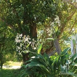 Matapouri Bay - Arthropodium 18 Matapouri Bay - Arthropodium -Plant Seed Store apo matapouri bay woodland