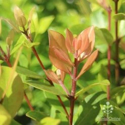 Metrosideros Little Ewan - Dwarf NZ Christmas Bush 24 Metrosideros Little Ewan - Dwarf NZ Christmas Bush -Plant Seed Store apo metrosideros little ewan new leaf