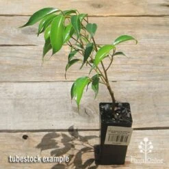 Ficus Benjamina Midnight Beauty - Weeping Fig -Plant Seed Store apo midnight beauty ficus tubestock