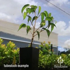 Ficus Benjamina Midnight Beauty - Weeping Fig -Plant Seed Store apo midnight beauty ficus tubestock2
