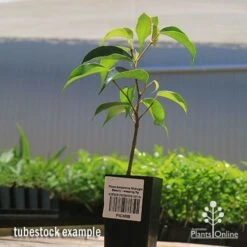 Ficus Benjamina Midnight Beauty - Weeping Fig -Plant Seed Store apo midnight beauty tubestock