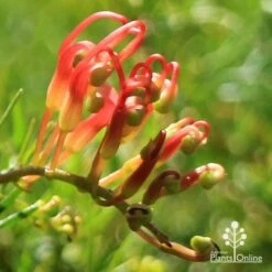 Grevillea Mini Marvel 28 Grevillea Mini Marvel -Plant Seed Store apo mini marvel bud