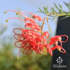 Grevillea Mini Marvel 22 Grevillea Mini Marvel -Plant Seed Store apo mini marvel flower opening