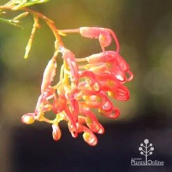 Grevillea Mini Marvel 26 Grevillea Mini Marvel -Plant Seed Store apo mini marvel flower side
