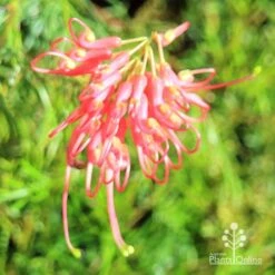 Grevillea Mini Marvel 31 Grevillea Mini Marvel -Plant Seed Store apo mini marvel flower top