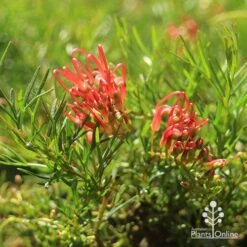 Grevillea Mini Marvel 19 Grevillea Mini Marvel -Plant Seed Store apo mini marvel flowers closeup