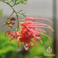 Grevillea Mini Marvel 18 Grevillea Mini Marvel -Plant Seed Store apo mini marvel grevillea flower closeup