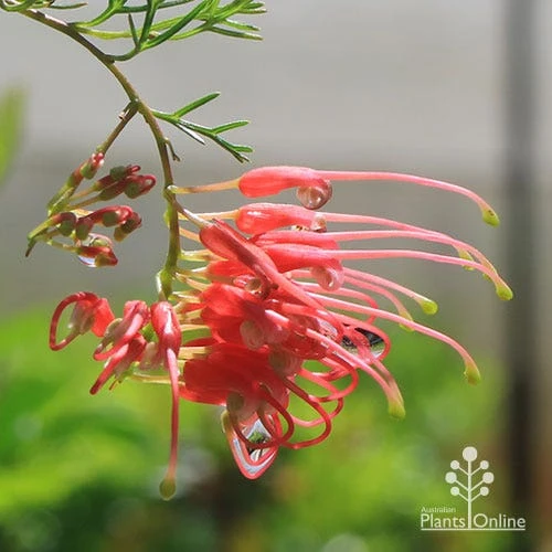 Grevillea Mini Marvel 3 Grevillea Mini Marvel - Image 3