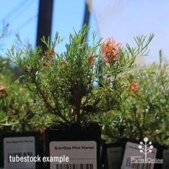 Grevillea Mini Marvel 20 Grevillea Mini Marvel -Plant Seed Store apo mini marvel tubestock in flower