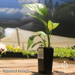 Philodendron Minima - Mini Monstera 11 Philodendron Minima - Mini Monstera -Plant Seed Store apo mini monstera tubestock