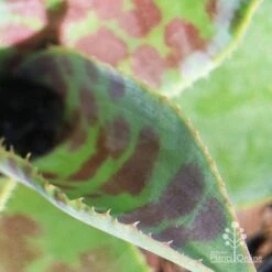 Mangave Mission To Mars - Succulent -Plant Seed Store apo mission to mars closeup