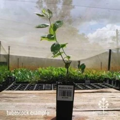 Blueberry Misty -Plant Seed Store apo misty tubestock side